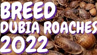 How To Breed DUBIA ROACHES 2022  New Tricks [upl. by Laersi]