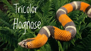 Species Spotlight Tricolor Hognose Snakes [upl. by Geibel]