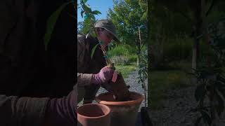 Planting Kumquat amp Limequat Trees 🍊🌿 Summer Rayne Oakers [upl. by Kantos783]