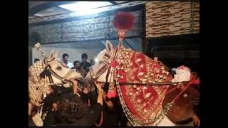 Buraq badshah rawalpindi  Salami  10 moharram raja bazar  zuljinah buraq horse [upl. by Eniliuqcaj]