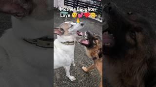 puppy dog love shortsfeed shorts reels viral trending viralshort trendingshort cutedog♥️😊 [upl. by Hugon801]