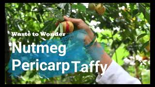 Nutmeg Pericarp Taffy [upl. by Ahcsropal681]