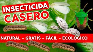 🔥100 NATURAL GRATIS y FACIL🐛 Insecticida Casero Para Plantas  Huerto y Jardin Ecológico [upl. by Banyaz607]