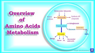 2 Overview of Amino Acids Metabolism  Amino Acid Metabolism  Biochemistry NJOY Biochemistry [upl. by Aramoiz]