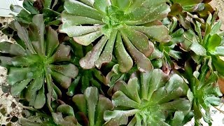 an example how to propagation the aeonium velour in water [upl. by Dallman]