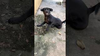 Cute puppy black dog 071124 youtube youtubeshorts subscribe shorts pets doglover puppy [upl. by Nolyag192]