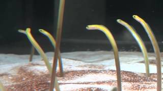 A garden eel finds a new home [upl. by Meibers]