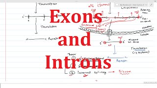 Exons amp Introns  General Information [upl. by Alemahs]