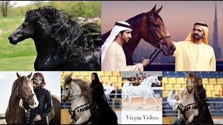 Beautiful Black amp Gold Horse in Dubai Emirates Royal Family Garden amp Jumeirah beach [upl. by Ididn]