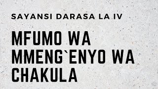 SAYANSI DARASA LA IV MFUMO WA MMENGENYO WA CHAKULA [upl. by Sikata]