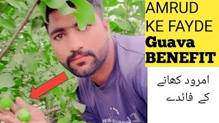 Health Benefits of Guava  Amrood Khane ke Fayde  Guava Leaves Tea  shahzaib· [upl. by Geanine149]