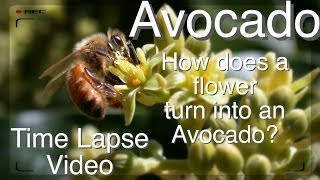 Grafted Avocado Tree  How does Pollination Work Time Lapse [upl. by Cirda443]