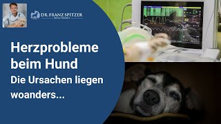 Herzprobleme beim Hund  die Ursachen liegen ganz woanders [upl. by Spracklen787]