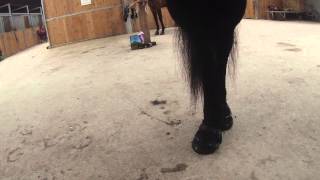 Essais hipposandales chaussures pour cheval pieds nus Renegade Originale  Episode 1 [upl. by Able]