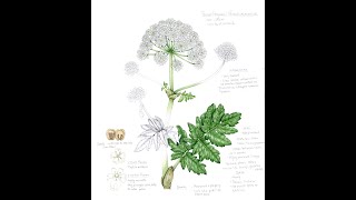 Comparing Hogweed Species [upl. by Allehcram703]