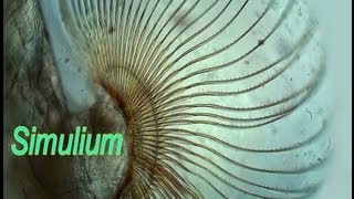 Simulium pseudequinum larvae [upl. by Sirrap]