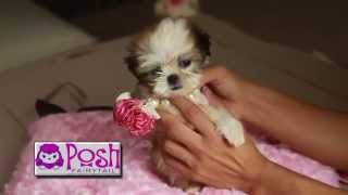 Teacup Puppies for Sale Houston Texas Call 8048364628 We deliver to Texas Area [upl. by Sweyn]