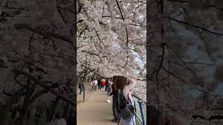 National Cherry Blossom Festival in Washington DC USA 🇺🇸 shorts cherryblossom [upl. by Karyn244]