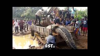 Crocodilo gigante 😱misterio curiosity [upl. by Ueih]