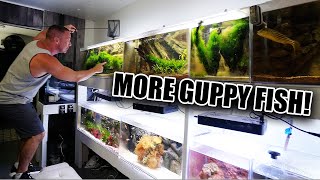 The guppy aquarium is COMPLETE [upl. by Tremann]