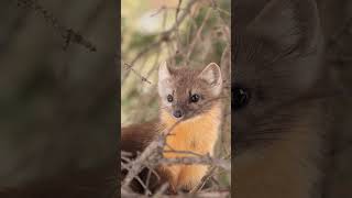 Meet the American Pine Marten Natures Nimble Navigator [upl. by Ashatan]