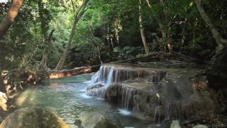 Relaxation  Bruit de leau et des animaux  Forêt tropicale 【1080p】 [upl. by Annawal]