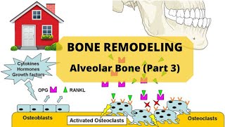 BONE REMODELING  Alveolar Bone Part 3 [upl. by Goodwin548]