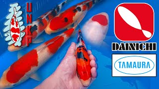 From Auction to Pond New Dainichi Koi amp A Tamaura Shopping Adventure [upl. by Eissirc]