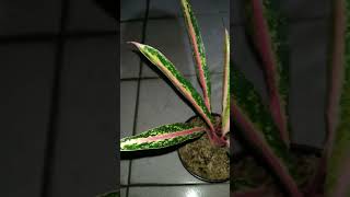 Aglaonema Super pride aglaonema plants aglaonemaindonesia tanamanhias tanamanhias [upl. by Nilrah752]