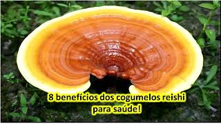 8 benefícios dos cogumelos reishi para saúde [upl. by Tessil]