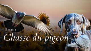 EP 1 CHASSE DU PIGEON AU TOURNESOLS [upl. by Huber]