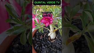 CORTE DA LIVE 10 “ROSA DO DESERTO 101” Shorts 1902 bonsai plants plantas [upl. by Logan]