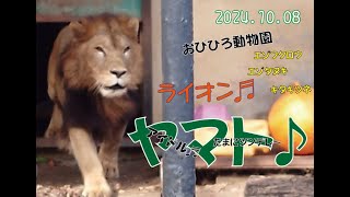 おびひろ動物園 今日もヤマトだ♬動物園は森の中♬2024年10月8日♬ [upl. by Aniger66]