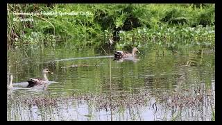 Swimming and feeding Spot billed Ducks [upl. by Aimek554]