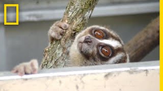 Rescuers Release 20 Javan Slow Lorises Back Into The Wild  National Geographic [upl. by Kerry]