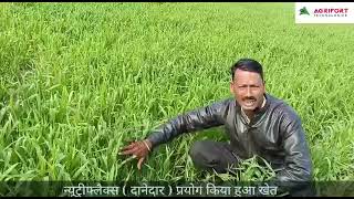 गेहूं में Nutriflax gr प्रयोग होने के बाद आए अच्छे परिणामAGRIFORTNUTRIFLAX की जानकारी [upl. by Yaya]