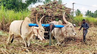 New Bullock Cart Heavy load accident in stuck  buffalocart bullockcart buffalo cow Bullock [upl. by Arretak]