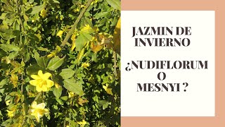 JAZMIN DE INVIERNO ¿NUDIFLORUM O MENSNYI [upl. by Lodhia]