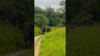 Wasgamuwa National Park wildlife nationalpark elephant [upl. by Proctor]