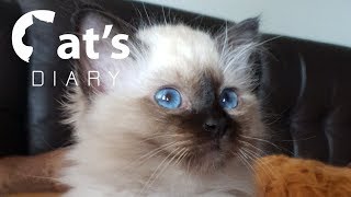 Birman kittens development from 0 to 86 days [upl. by Leeda]