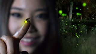 FIREFLIES Time Lapse  Lightning Bugs at Twilight [upl. by Bigot7]