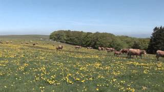 AUBRAC TRANSHUMANCE VALADIER [upl. by Melnick]