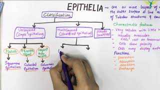 EPITHELIUM  Classification  Basic Histology [upl. by Llemart]