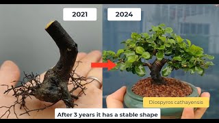 The process of shaping a mini bonsai Diospyros Cathayensis tree [upl. by Saticilef227]