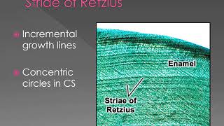 Enamel Structure and properties [upl. by Adriane]