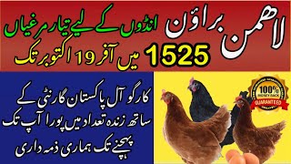 Lohmann Brown Framing in Pakistan  Poultry Ideas 03336624692 [upl. by Aramot198]