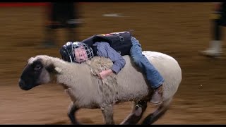 Mutton Bustin Highlights  San Antonio Rodeo  Feb 13 2024 [upl. by Dimitry]