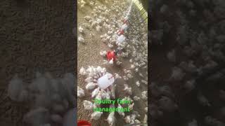 Poultry Farm management 🙏🙏🐔🐔🐔🐤🐤🐤🐤subscribe video🐓🐓🐓🐓 [upl. by Judenberg]