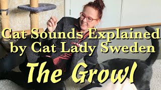 Cat Sounds Explained The Growl [upl. by Edette]