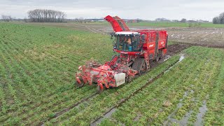 Knolselder rooien in natte omstandigheden  Vervaet Q616  Loonwerken Vereecke  2021 [upl. by Lucilia]